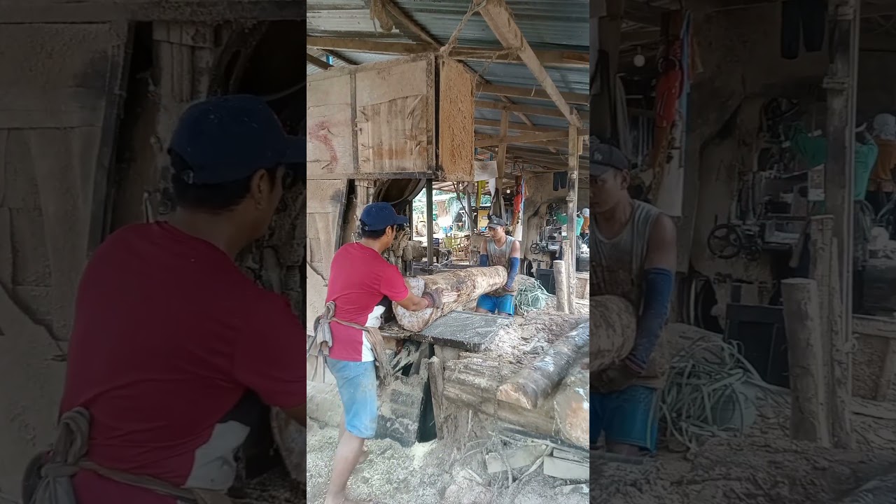 @kasanaja45#belah kayu getah