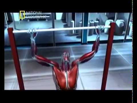 Kaslar Nasıl Gelişir