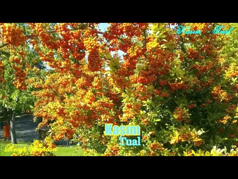 Kasım - Tual  - Video: Recep Kaplan