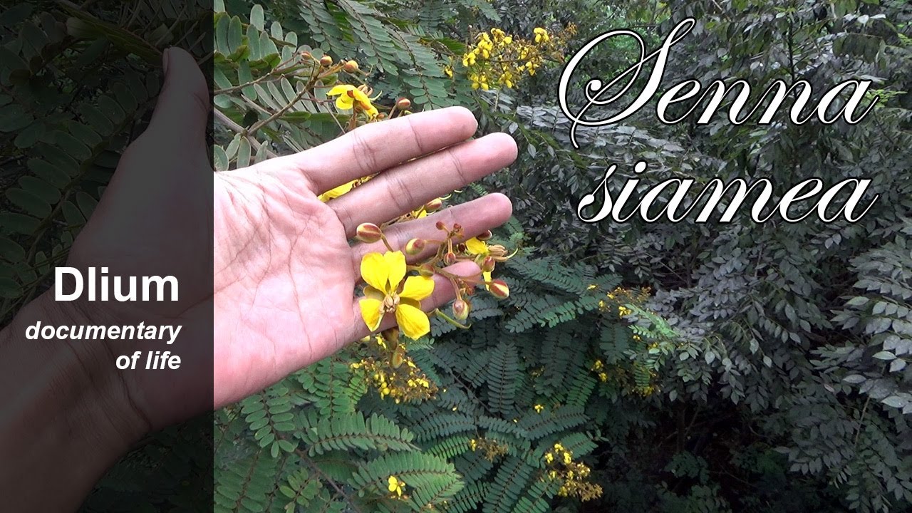 Kassod tree (Senna siamea) - part 1