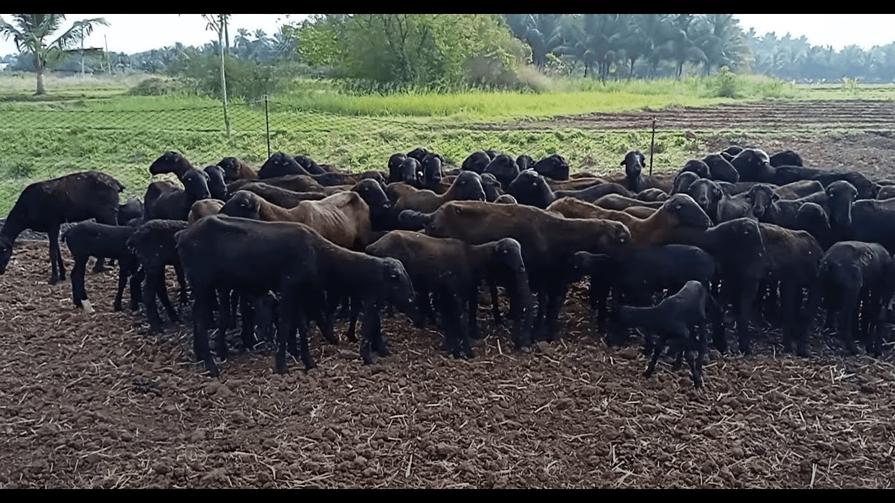 |Katchaikatti Black Sheep| EMRC Anna University| Documentary Film| Dr.S. Arulchelvan|
