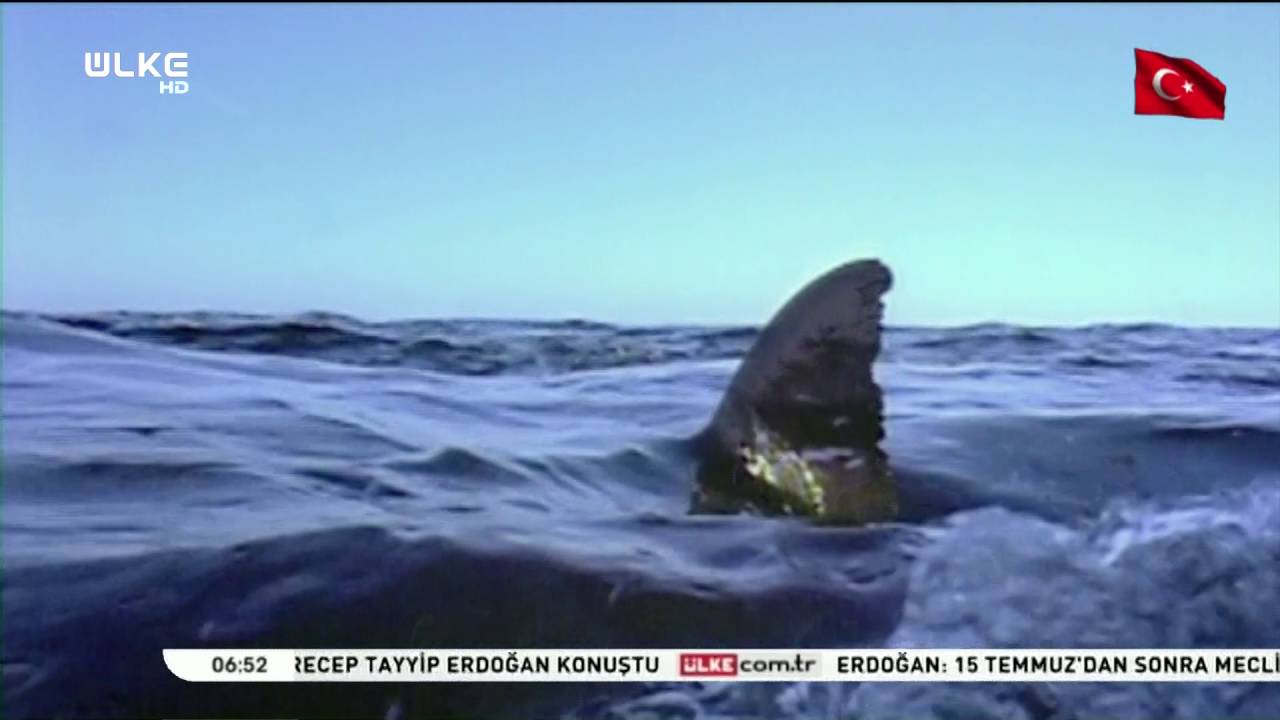 Katil Balina Büyük Beyaz Köpek balığını avlıyor