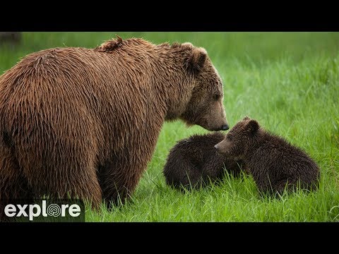 Kat's River View - Katmai National Park, Alaska powered by EXPLORE.org
