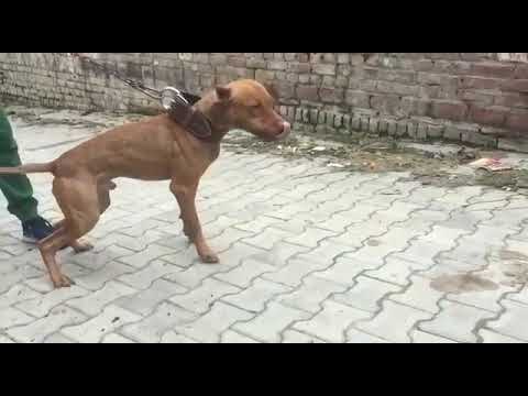 kattapa 2×w #pitbull #apbt #americanbully #bulldogs #dogs #dog #india #fighter