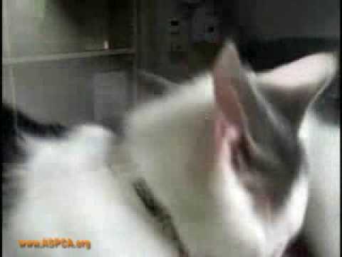 Katz