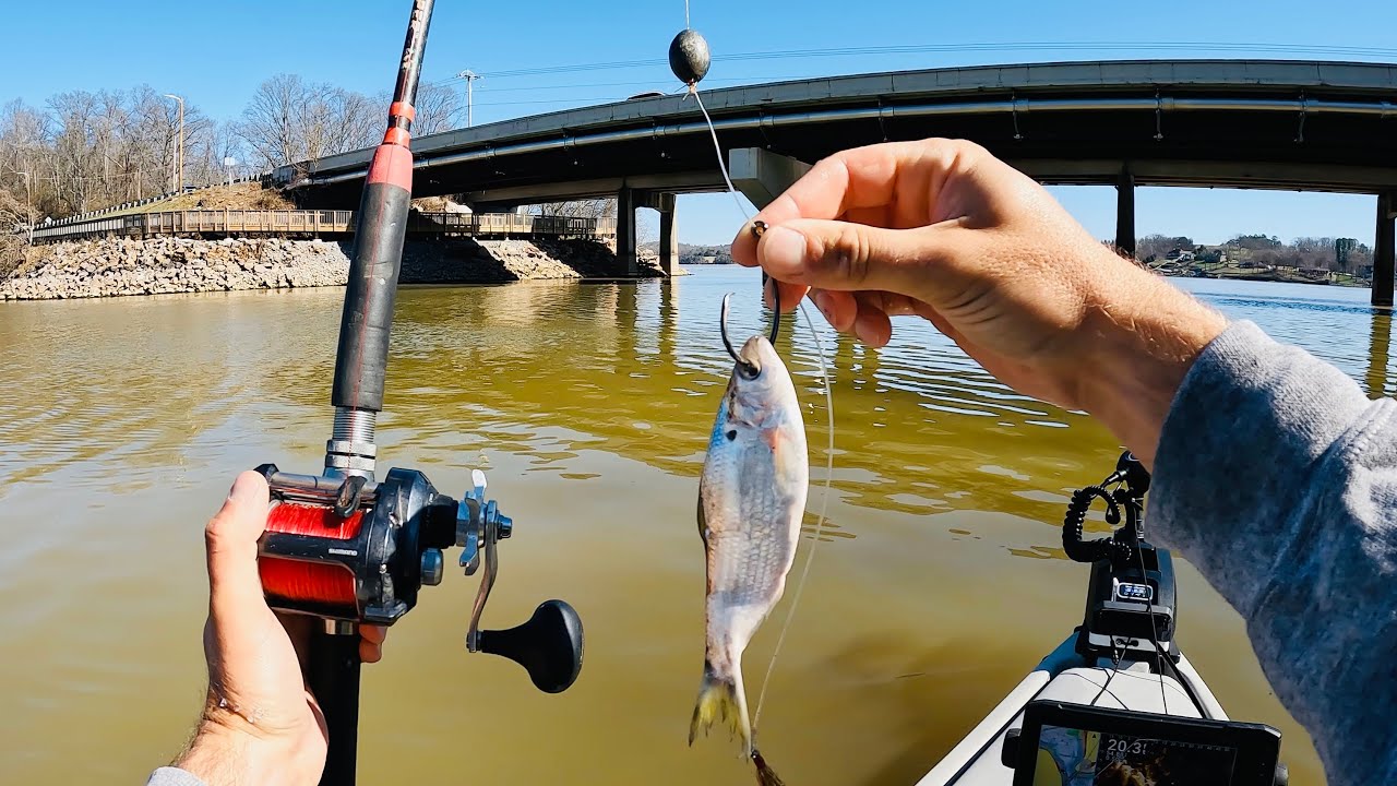 Kayak Catfishing with LIVE Shad and Crappie | Watts Bar Reservoir