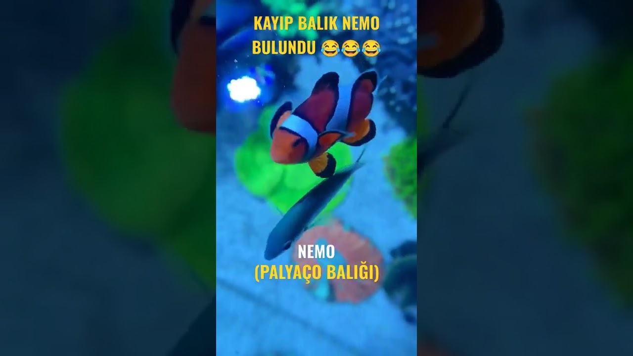 KAYIP BALIK NEMO 😂😂😂( Palyaço Balığı) #shorts 45 #aquarium #fish #akvaryum