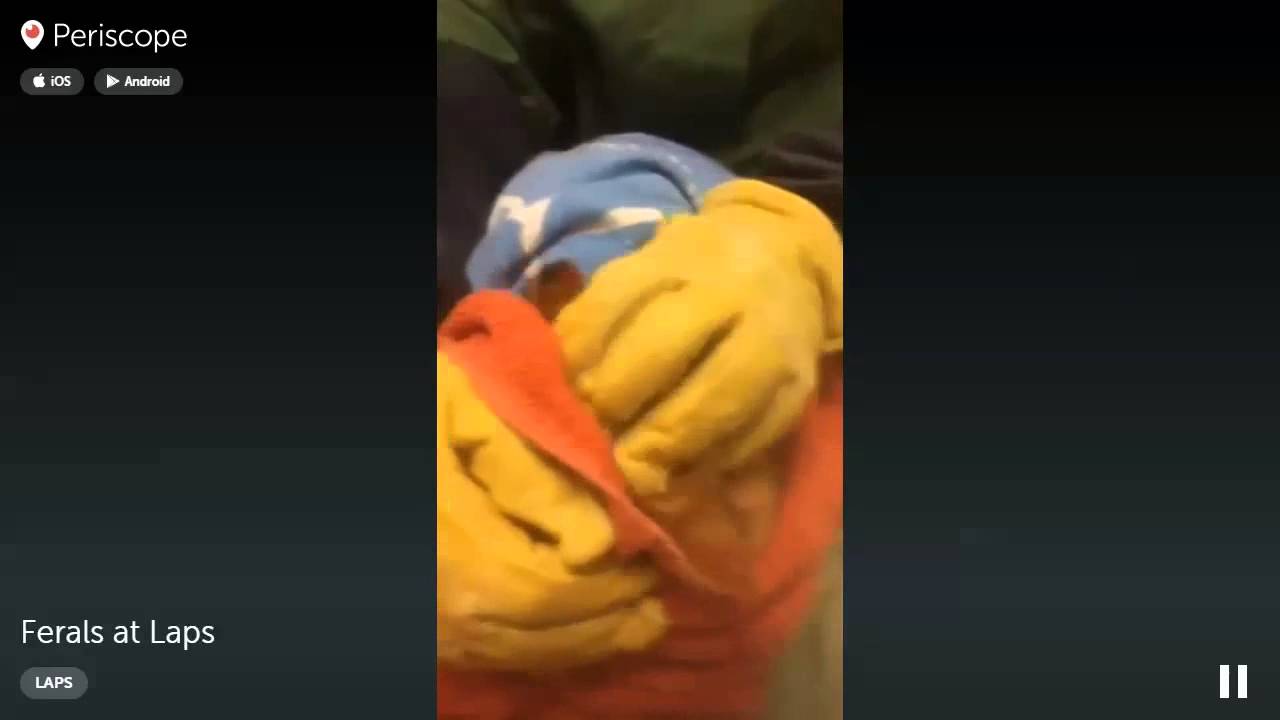 Kayla and Amy Periscope with ferals at LAPS 2016-01-15