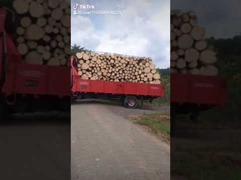 Kayu getah