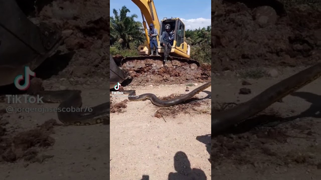 kazı sırasında dev yılan 😱😱😱