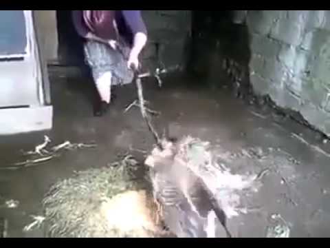 Kaz'dan Korkan Laz Nine (Gelde Gülme) Frightened,  (Laughter came)