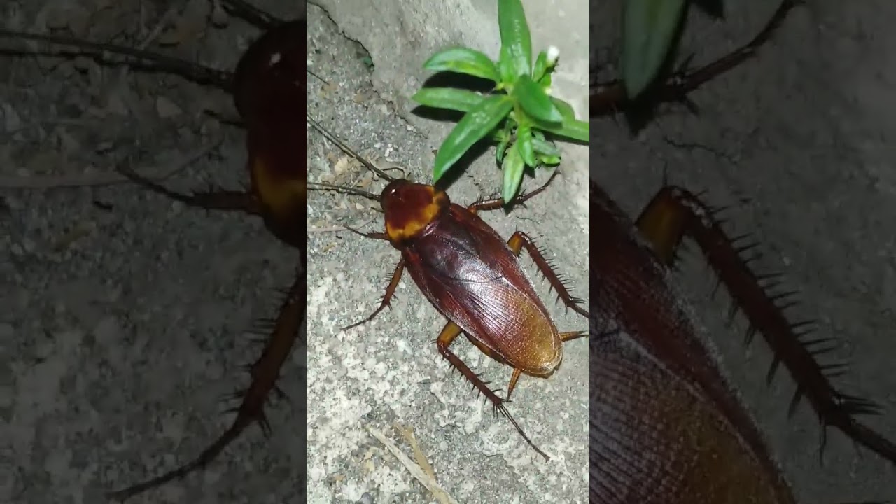 Kecoa Besar-Cockroach #kecoa #shorts