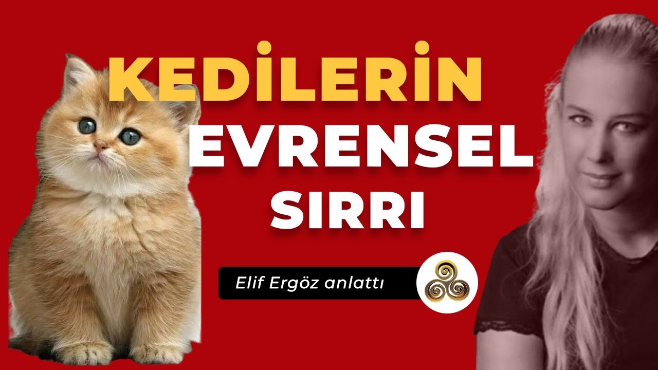 Kedi Irkının Dünya Dışı Bağlantıları | Elif Ergöz