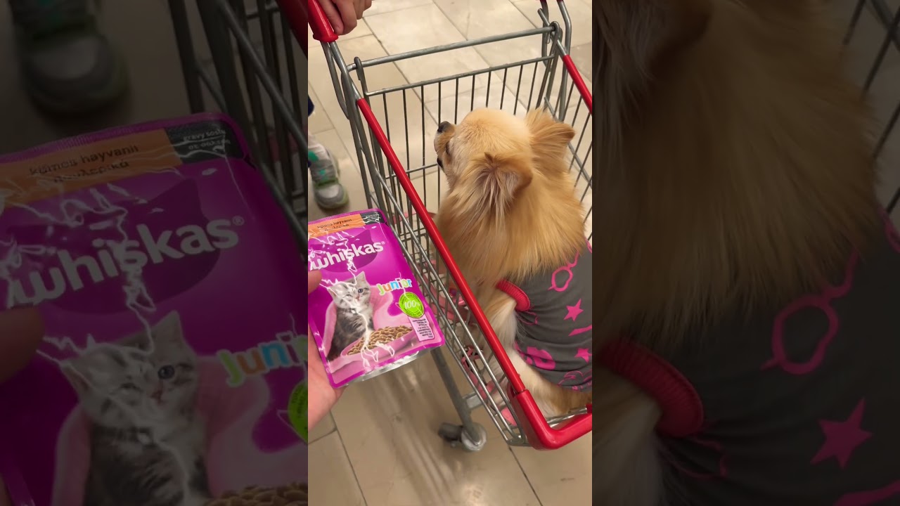 Kedi mamasımı köpek mama sımı ?? #keşfet #shorts