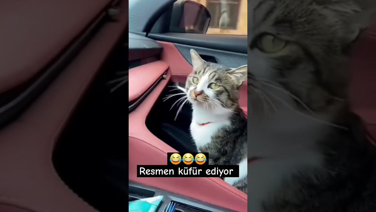 Kedi resmen küfür ediyor. #komik #komikvideolar #kedi