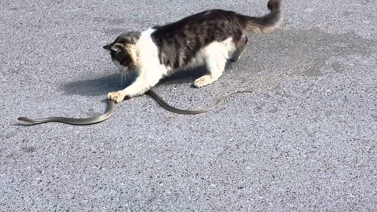 Kedi ve Yılan(1)
