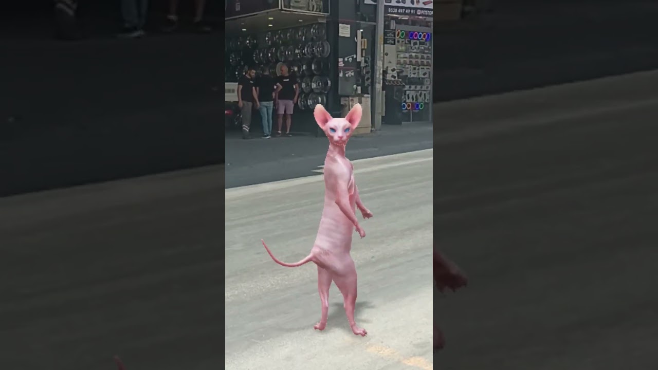 kedicik mavi araba. carpacakti #kedi #müzik #tiktok #dans #şarkı #funny #musicgenre
