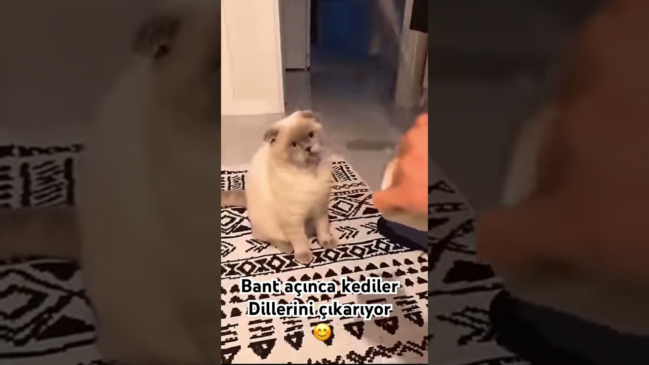 Kediler Bant Sesine Dil Çıkarıyor 😊😁 #kediler