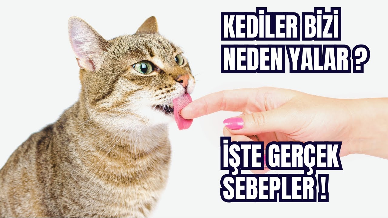 Kediler Bizi Neden Yalar? | Kedilerin Yalama Davranışı ve Anlamı