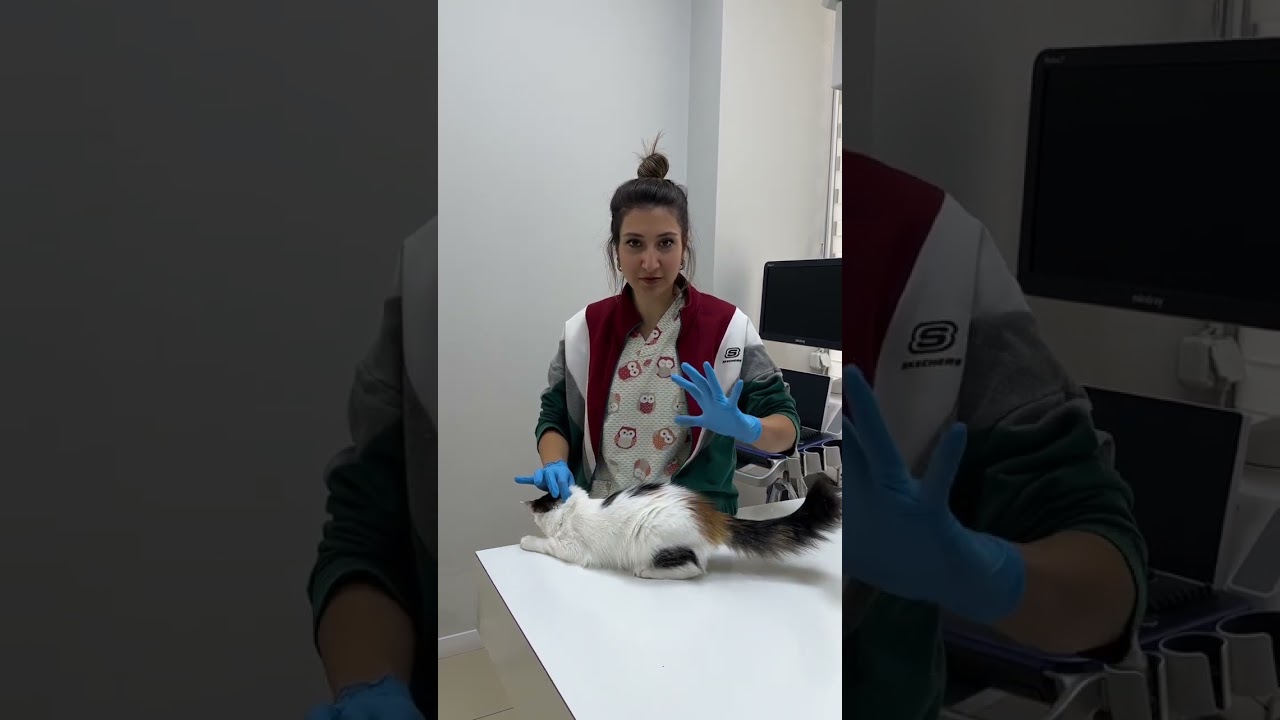 Kedilerde kızgınlık belirtileri #cat #animals  #kedi