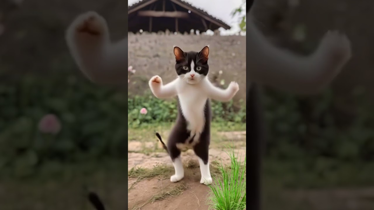 Kedinin Dansı 😎 #kedi #doğa #dans