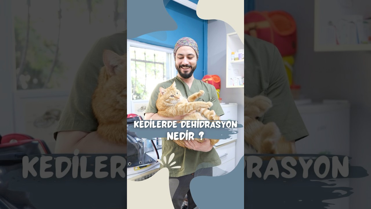 KEDİLERDE DEHİDRASYON NEDİR ?