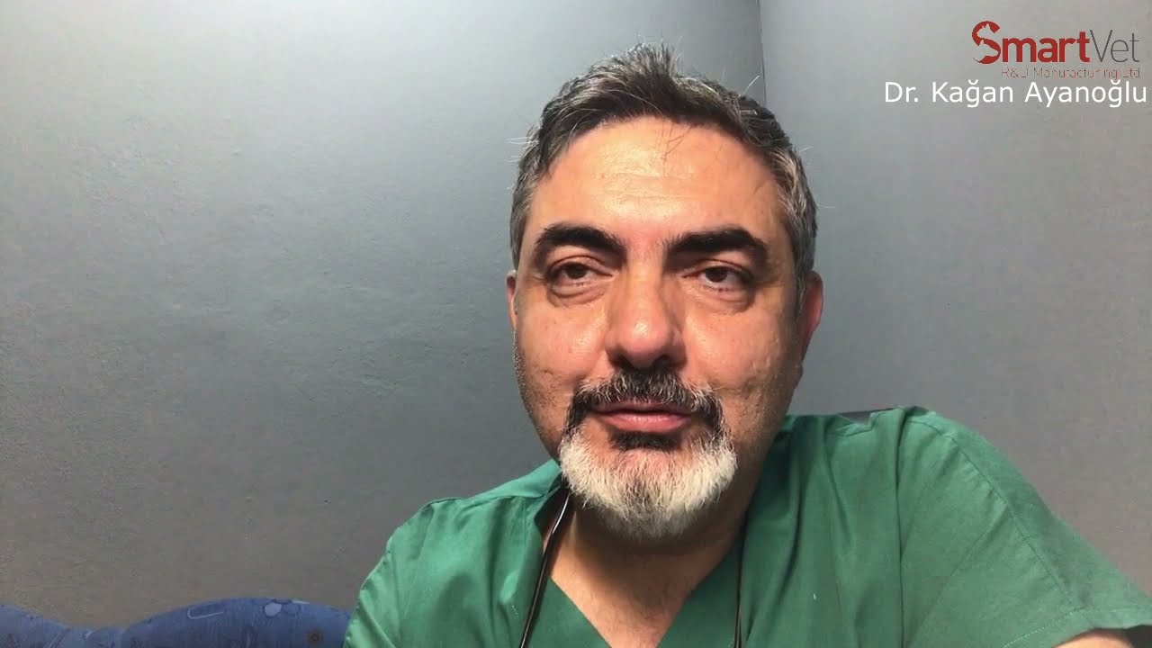 KEDİLERDE KISIRLAŞTIRMA