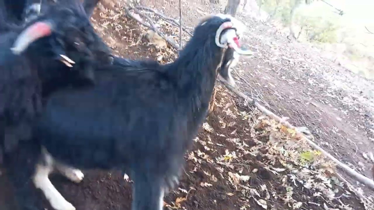 Keçi çiftleşmesi