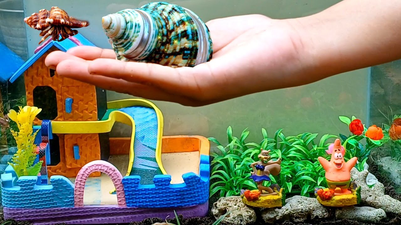 Kelomang lucu punya rumah baru di dalam akuarium sampe naik keatas
