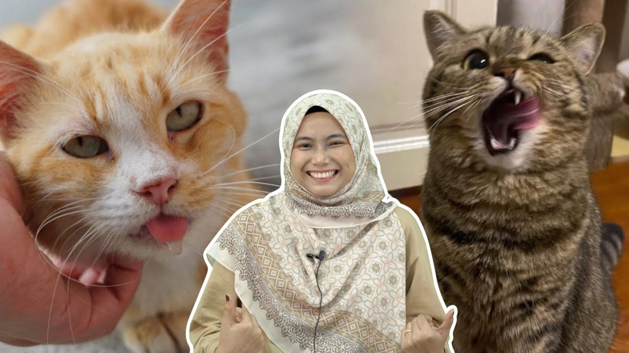Kenapa Kucing Jelir Lidah? Mengejek Ke?