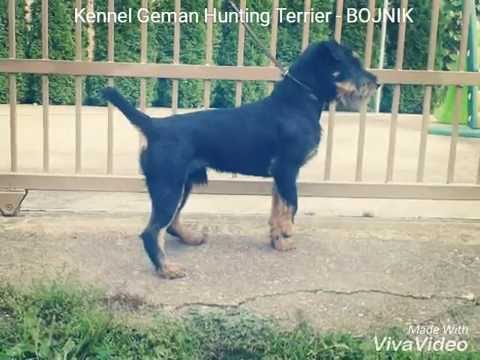 Kennel German Hunting Terrier  -  BOJNIK
