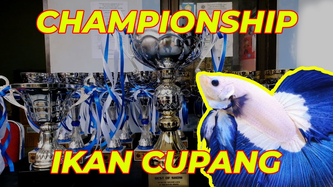 KEREN !! IKAN CUPANG NYA BIKIN JURI BINGUNG