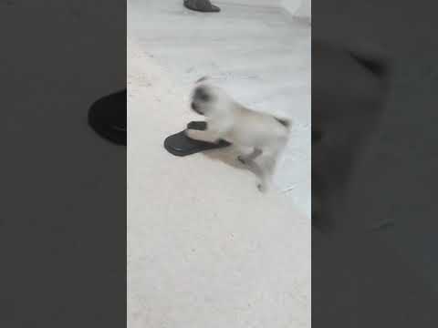 Kerimcan durmaz masturbasyon sansürsüz!!
