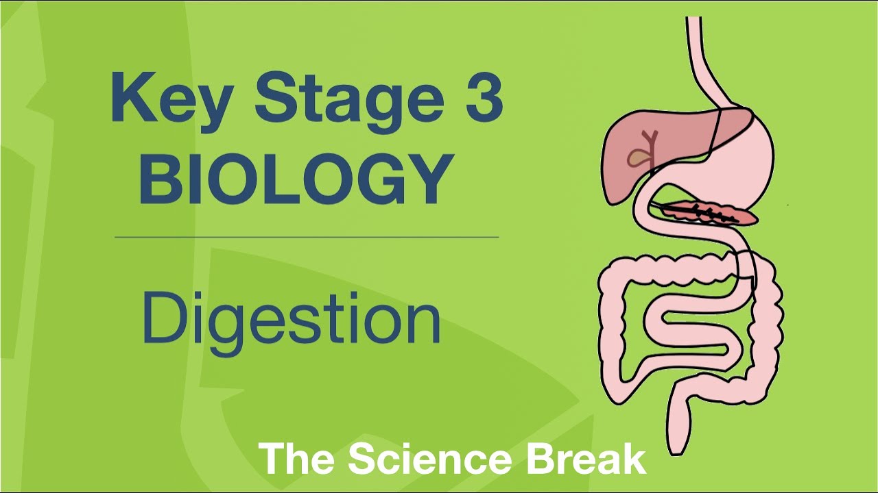 Key Stage 3 Science (Biology) - Digestion