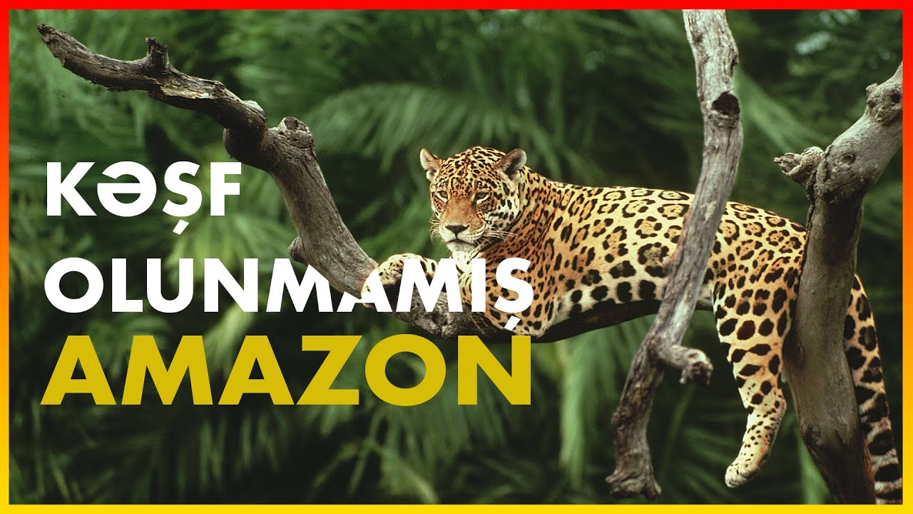 Kəşf Olunmamış Amazon - HEYVANLAR ALƏMİ - Elm Azərbaycan