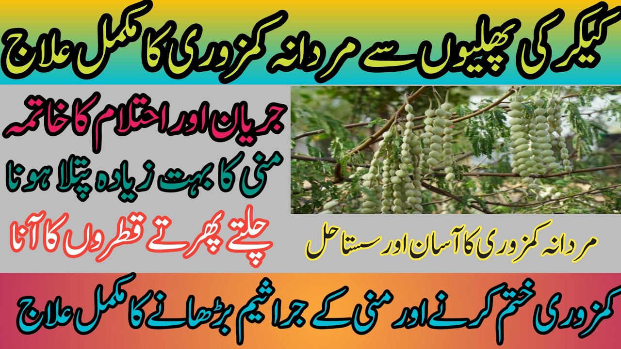 Kikar Ki Phali Ke Fayde | Amazing Benefits Of Acacia Seed | Keekar Acacia Tree Benefits In Urdu