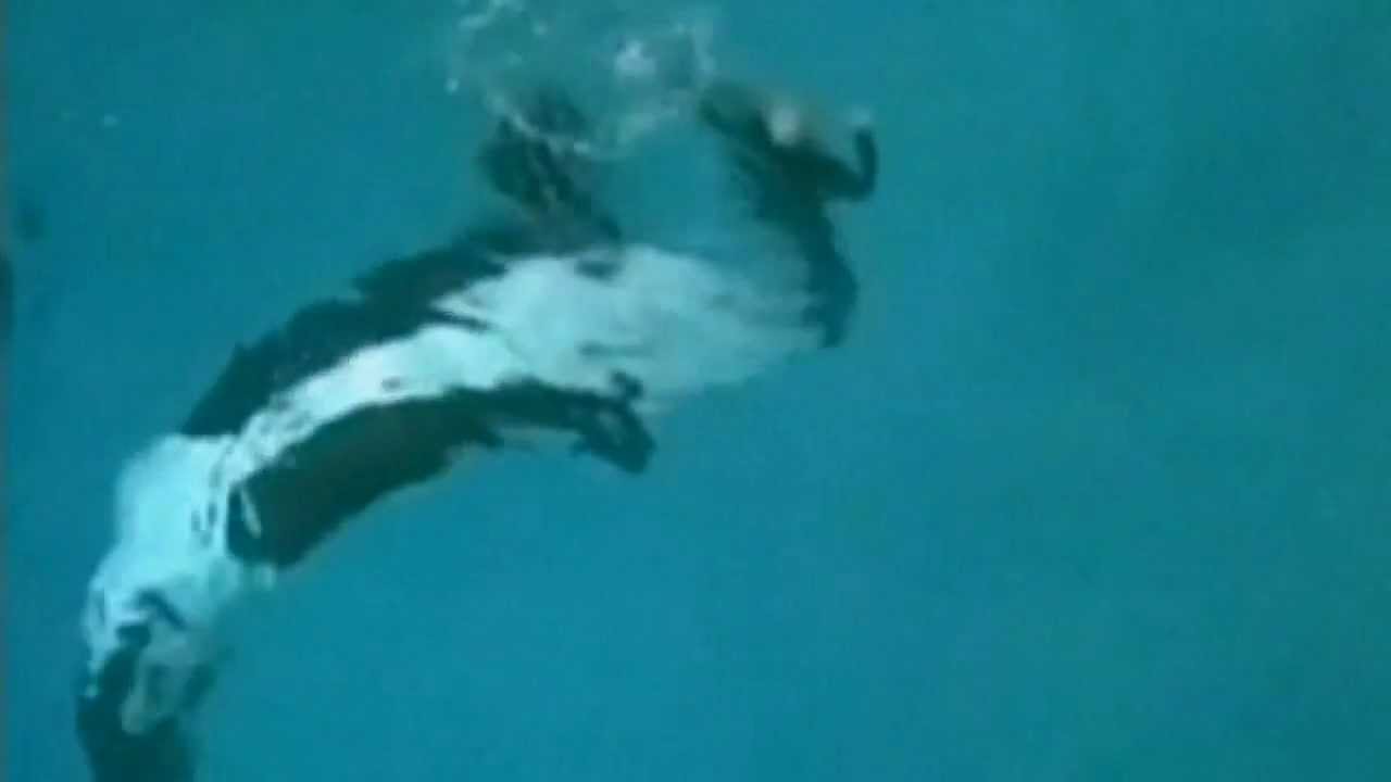 Killer whale drags trainer underwater at SeaWorld, San Diego