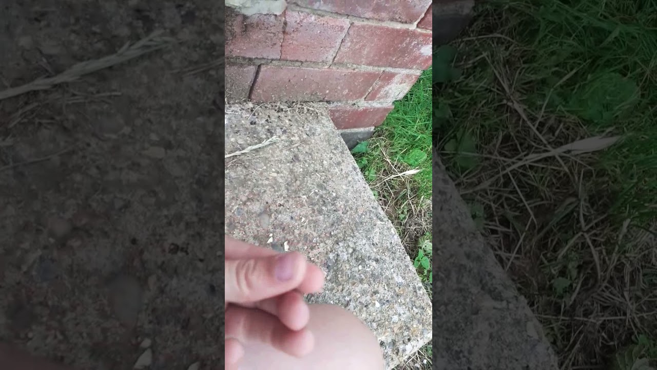 killing ants