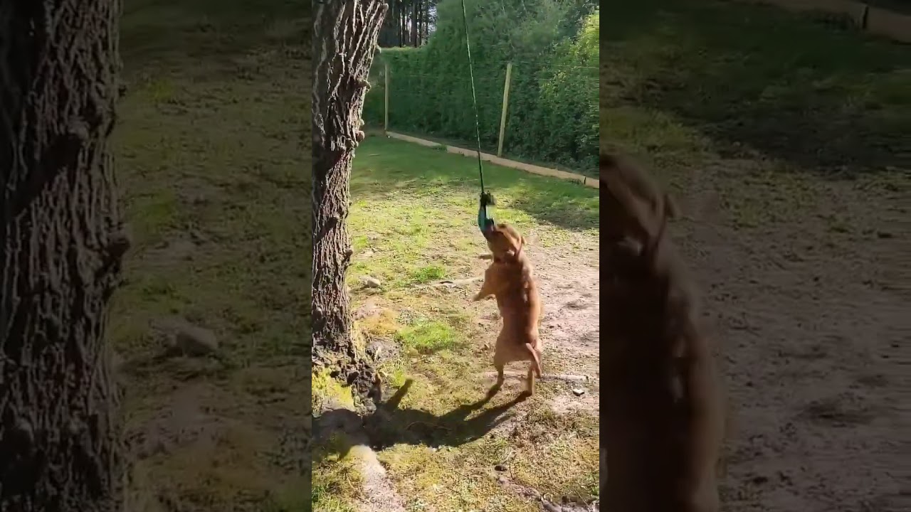Kill+rope ⚰️📿❇️ #staffordshirebullterrier #staffy #dog #cute #puppy #challenge #funny #tiktok