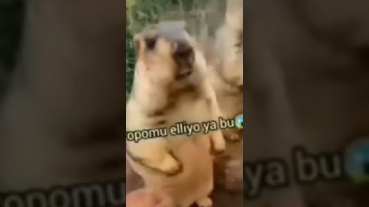 kimsin nan çen 🤣 #beniöneçıkart #keşfetteyiz #keşfetedüş