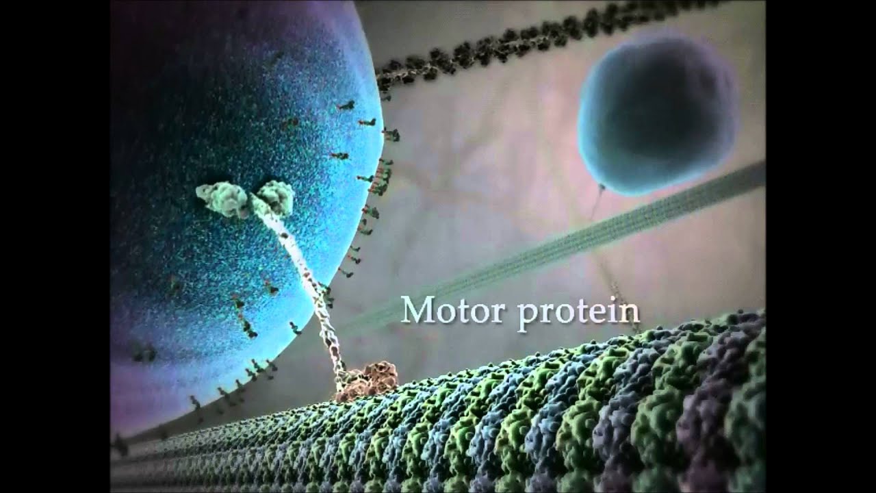 Kinesin protein walking on microtubule