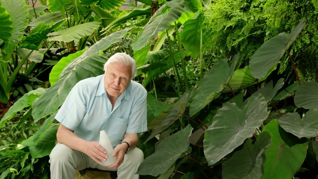 Kingdom of Plants - Life in the Wet Zone ( Episode 1 )