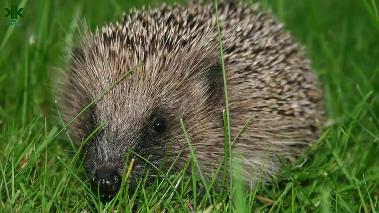 Kirpiler hakkında bilinmeyen ilginç bilgiler 🦔