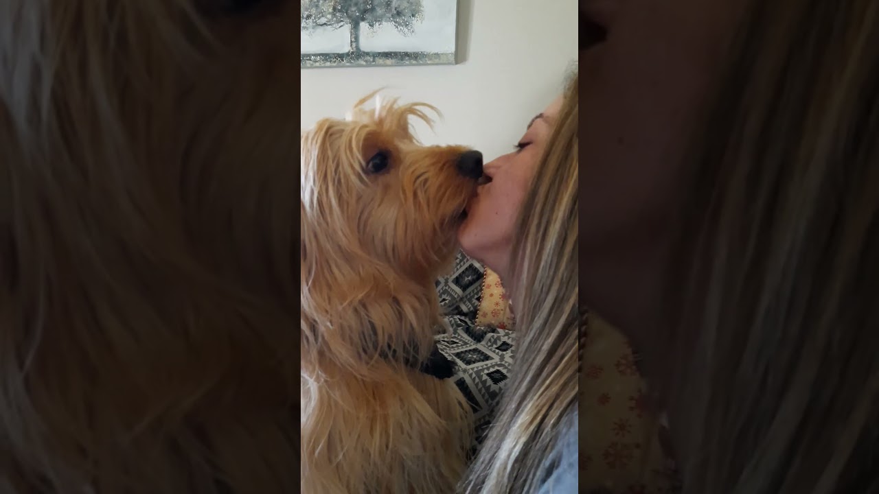 #kiss #kissing #dog #doglover #love #shorts
