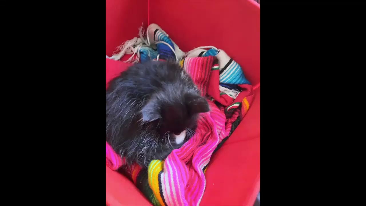 KittenMoon Asmr Intro Video