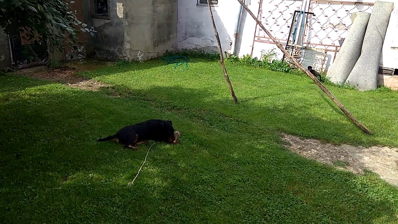 Kittens Playing With Jagdterrier