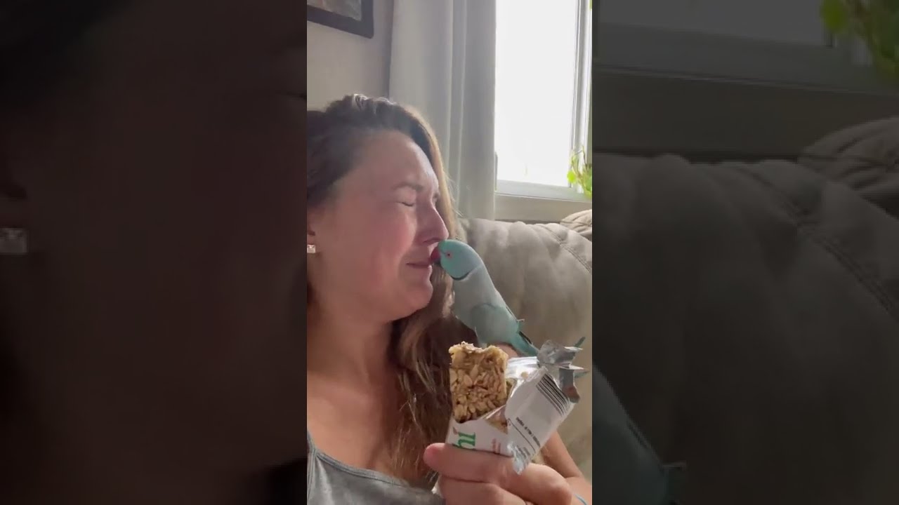 Kiwi the Parrot won’t give up…