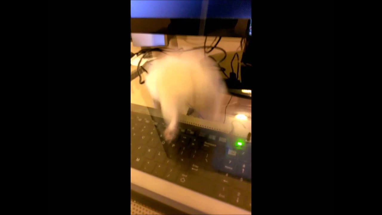Kiwi Twerking