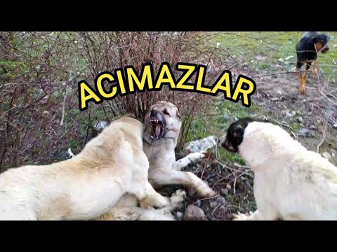KIZANDA ARAYA KALIRSAN HARCARLAR!! KIZAN KÖPEKLERİ BOĞUŞTULAR. KÖPEKLERİN KAVGASI.