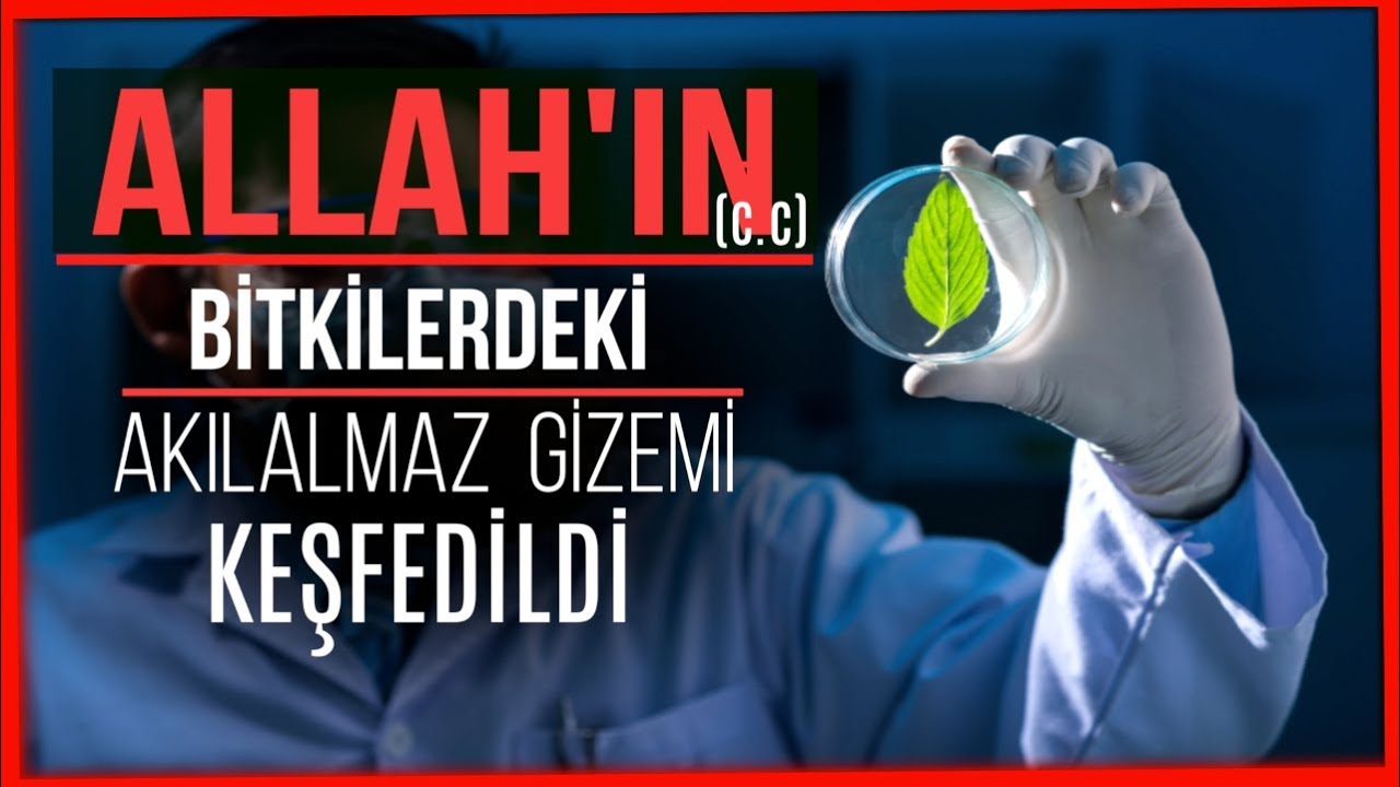 KİMSE FARKINDA DEĞİL! ALLAH IN AĞAÇLARA VERDİĞİ BÜYÜK GİZEM KEŞFEDİLDİ.
